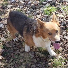 Blue Jean - Pembroke Welsh Corgi