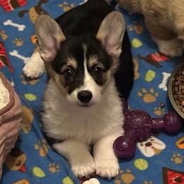 Girl 1 - female Pembroke Welsh Corgi puppy in Coeur D'alene, Idaho from Esther's Pembroke Welsh Corgis