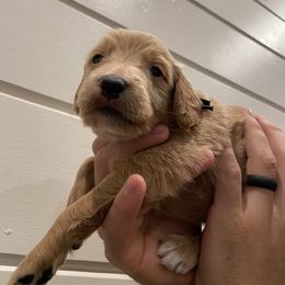 Goldendoodle Puppies from Our Golden Willow