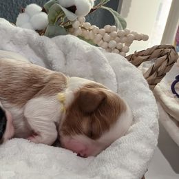 Cavalier King Charles Spaniel Puppies from Roy-alty Cavaliers