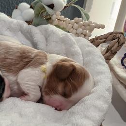 Cavalier King Charles Spaniel Puppies from Roy-alty Cavaliers