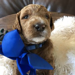 Goldendoodle Puppies from Carefree Goldendoodles