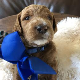Goldendoodle Puppies from Carefree Goldendoodles