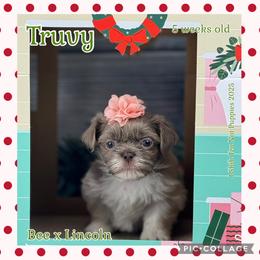 Truvy - Lilac female Shih Tzu puppy in Beatrice, Nebraska from I Shih Tzu Not Puppies