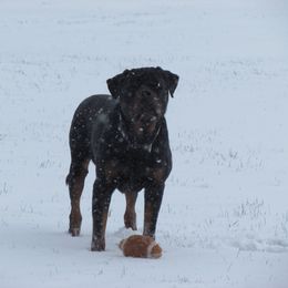 Rottweiler All Grown Up from Vom Wesburg Rottweilers