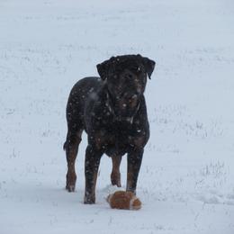 Rottweiler All Grown Up from Vom Wesburg Rottweilers