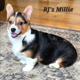 Millie - Pembroke Welsh Corgi