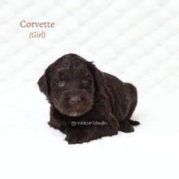 Corvette - Chocolate female Australian Labradoodle puppy in Hurricane, Utah from Red Desert Doodles