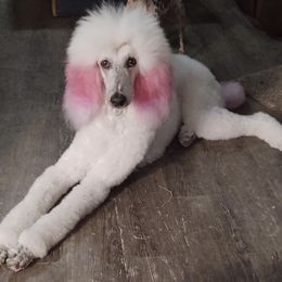 Poodles from Circle S Pups