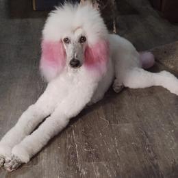 Poodles from Circle S Pups