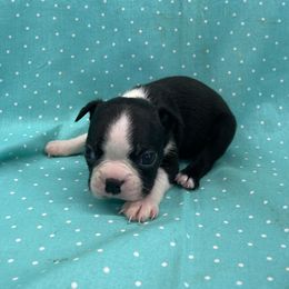 Vance - Black and white male Boston Terrier puppy in Fillmore, Illinois from Wind Hill Puppies