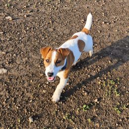Reba - Russell Terrier
