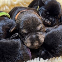 Boy 1 - male Miniature Schnauzer puppy in Bullard, Texas from Black Gold Miniature Schnauzers