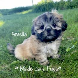 Amelia - Gold female Shih Tzu puppy in Marion, Michigan from Maple Lane Pups