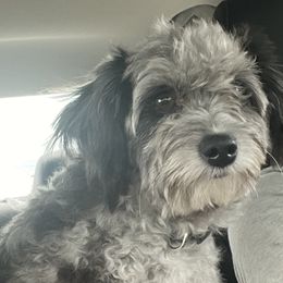 Atlas - Aussiedoodle
