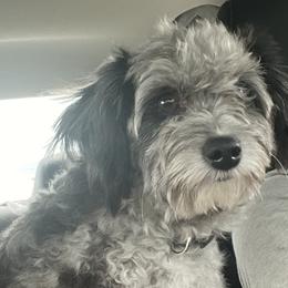 Atlas - Aussiedoodle