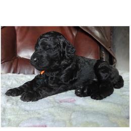 CARBON - Black male Poodle puppy in Aurora, Colorado from Simply Amazing Doodles