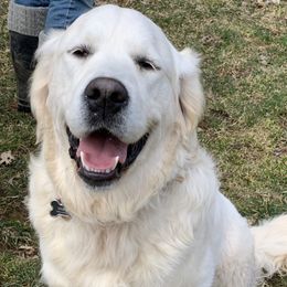 Golden Retrievers from Valley View Goldens