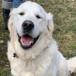 Golden Retrievers from Valley View Goldens