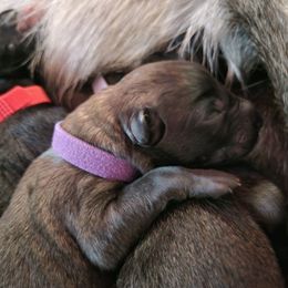 Purple Collar Female - Mahogany female Belgian Malinois puppy in Sanger, Texas from Faubion Malinois