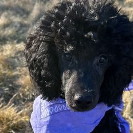Hazel - Poodle puppy from Funny Farm Poodles & Doodles