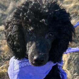 Hazel - Poodle puppy from Funny Farm Poodles & Doodles