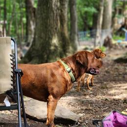 Labrador Retrievers from Red Fox Mountain