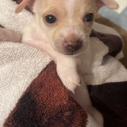 Chihuahua Puppies from Pittsburgh Paw Prints