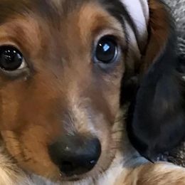 Dachshunds and Pembroke Welsh Corgis from Rockstar.Weiners