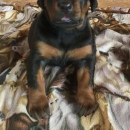 Doberman Pinscher Puppies from Rangewood Kennel