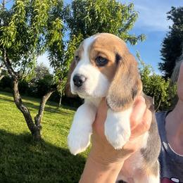 Beagle Puppies from Leslie Beagles of Leslie Farm