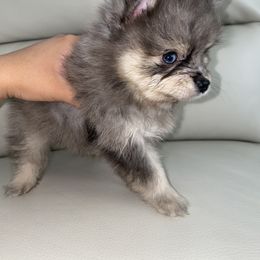 Pomeranian Puppies from Furever Blessed