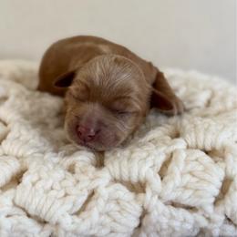 Girl 1 - Apricot female Australian Labradoodle puppy in Auburn, Washington from West Valley Labradoodles
