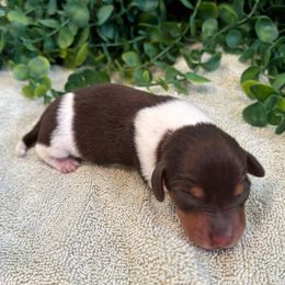 Oakley - Piebald male Dachshund puppy in Corona, California from M & M Doxies