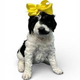 Nellie - Parti female Goldendoodle puppy in Prosperity, Pennsylvania from Stelladoodles & Company