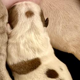 Ivy - Fawn and white female French Bulldog puppy in Kalispell, Montana from Grace & Grit Frenchies