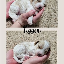 Tigger - Blenheim male Cavapoo puppy in Newdale, Idaho from Canyon Creek Puppies