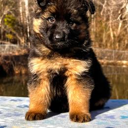 German Shepherd Puppies from Tabor Springs GSD