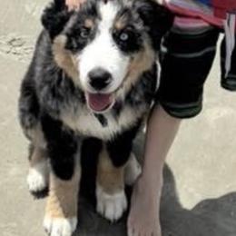 Australian Shepherd All Grown Up from Muckalee Lane Aussies