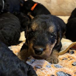 Lilac - Black and tan female Airedale Terrier puppy in Huntersville, North Carolina from Cool Hand Luke Kennels
