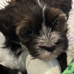 Havanese from Henry’s Havanese