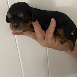 Fred - Black and tan male Cavalier King Charles Spaniel puppy in Solon, Ohio from Rosie’s Pups