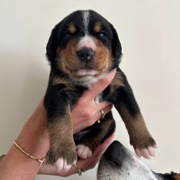 Boy 1 - male Entlebucher Mountain Dog puppy in Poway, California from Mont Blanc