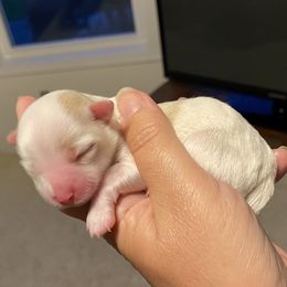 Girl 2 - Cream Havanese puppy in New York from Sandia Havanese