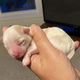 Girl 2 - Cream Havanese puppy in New York from Sandia Havanese