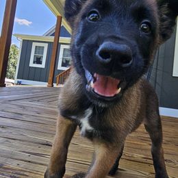 Belgian Malinois Puppies from Love Belgian Malinois