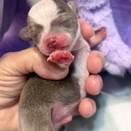 Dice - Silver and white male Chihuahua puppy in Amity, Pennsylvania from Rhoda and Verna