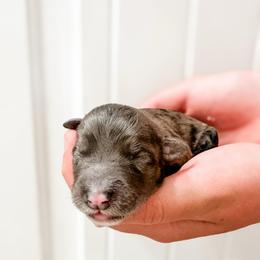 Girl 2 - Merle female Goldendoodle puppy in Mountain Home, Idaho from MightyDoods