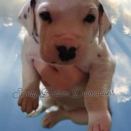 Dalmatian Puppies from Spotty Bottom Dalmatians