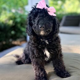 Gracie - Black female Cavapoo puppy in Goldsboro, North Carolina from The Grantham House